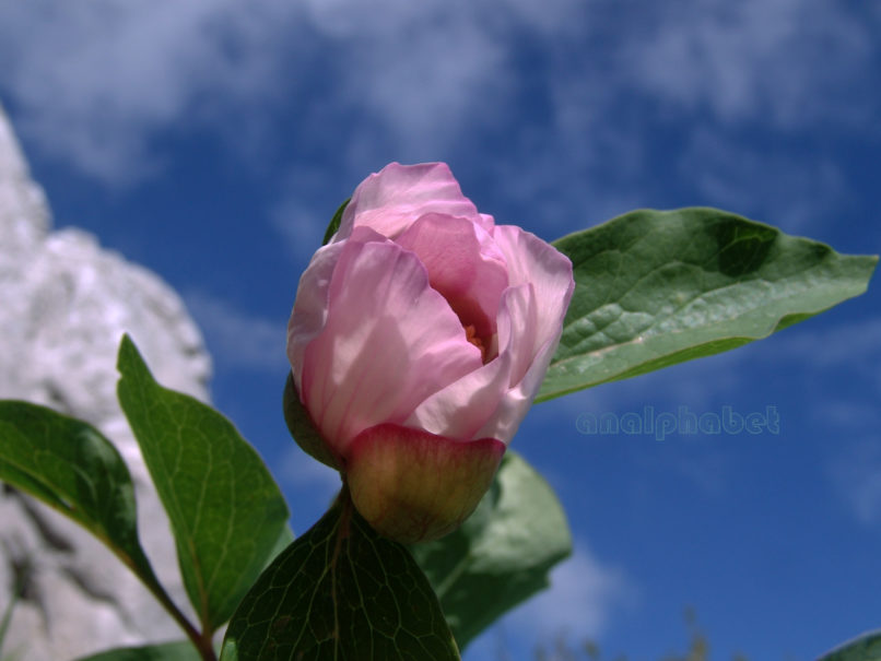 Paeonia mascula ssp. Hellenica (Tzan.), PARNITHA-21