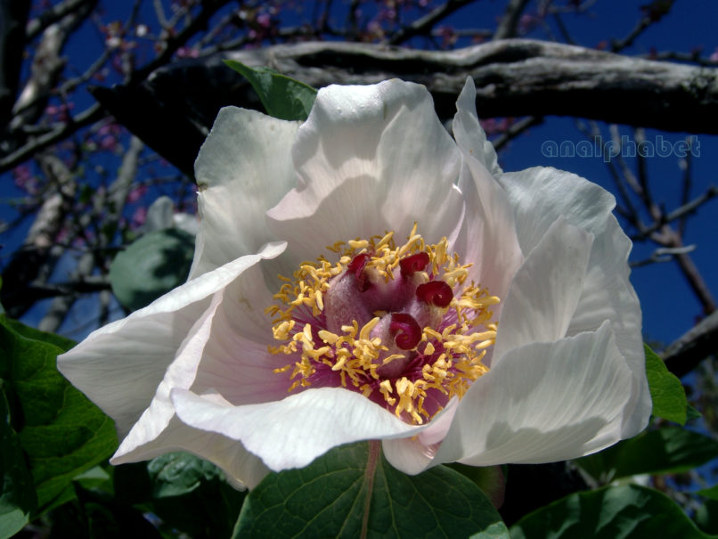 Paeonia mascula ssp. Hellenica (Tzan.), PARNITHA-3