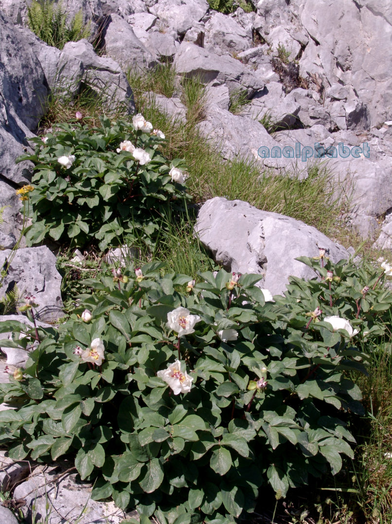 Paeonia mascula ssp. Hellenica (Tzan.), PARNITHA-4