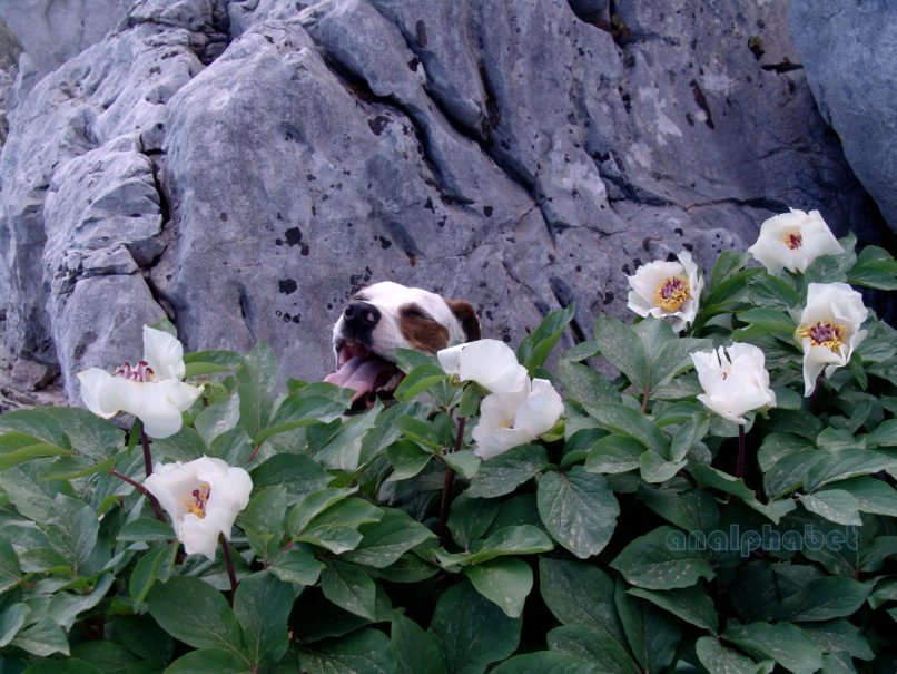 Paeonia mascula ssp. Hellenica (Tzan.), PARNITHA-5