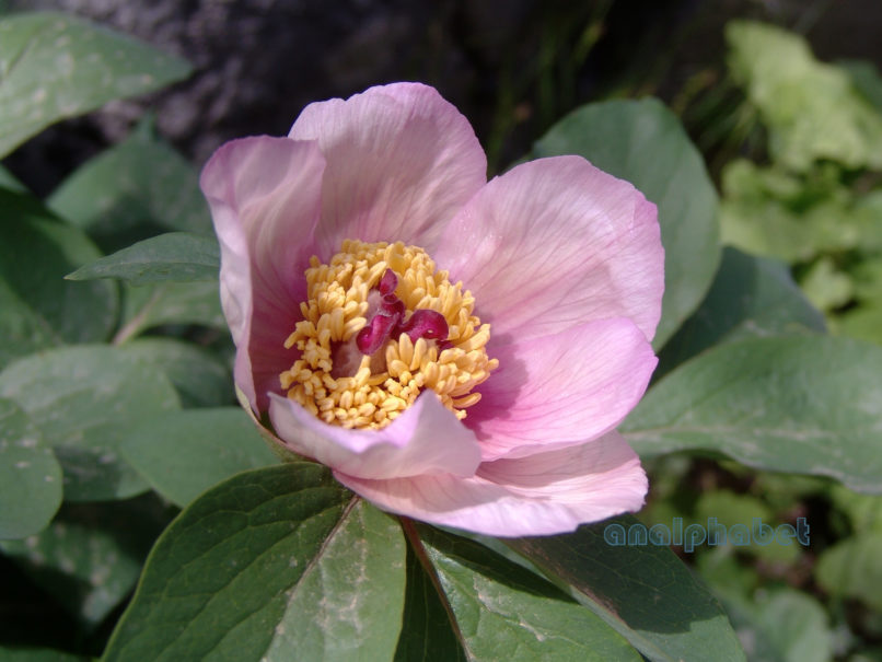 Paeonia mascula ssp. Hellenica (Tzan.), PARNITHA-6