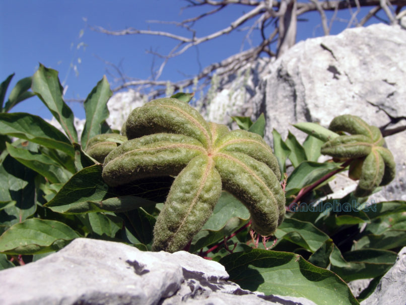 Paeonia mascula ssp. Hellenica (Tzan.), PARNITHA-7