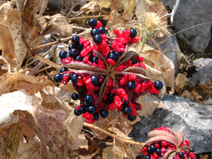 Paeonia mascula ssp. Hellenica (Tzan.), PARNITHA-8