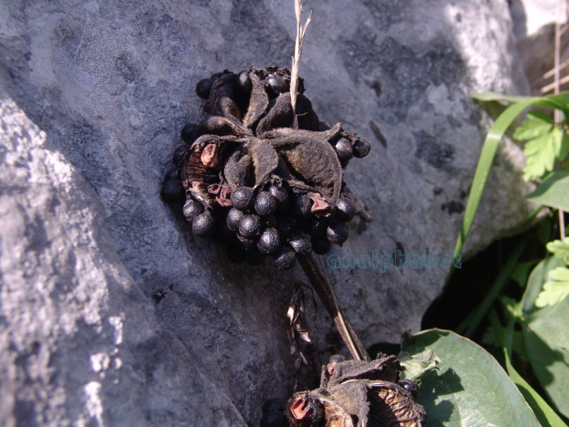 Paeonia mascula ssp. Hellenica (Tzan.), PARNITHA-9