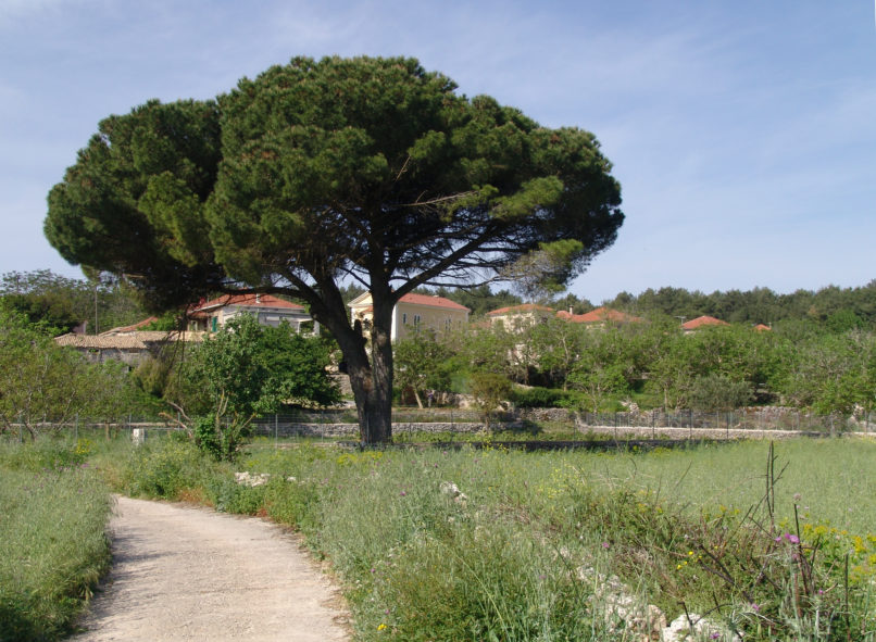 Pinus pinea (L.) ZAKYNTHOS