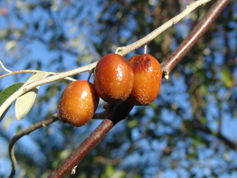 Elaeagnus angustifolia (L.), ZAKYNTHOS-SARAKINADO-1