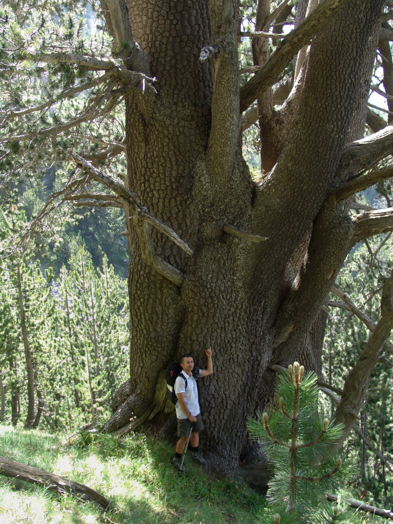 Pinus nigra (Arnold) OLYMPOS-1