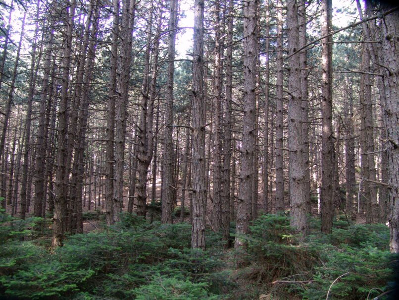 Pinus sylvestris (L.) PARNITHA-1