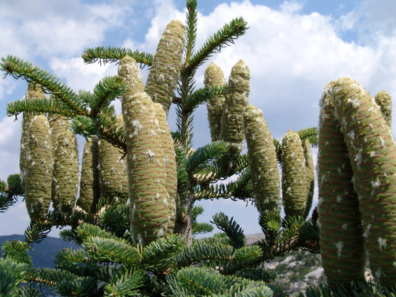 Abies cephalonica (Loudon), PARNITHA-1