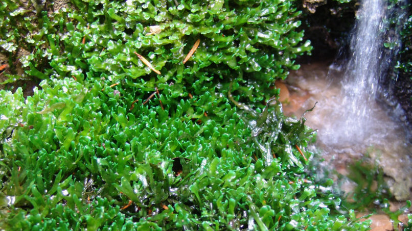 Riccardia multifida (L.) [Aneura multifida (L.)], Parnitha