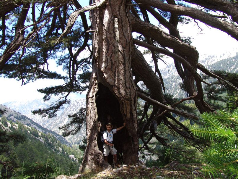 Pinus heldreichii (H. Christ) TAYGETOS-2