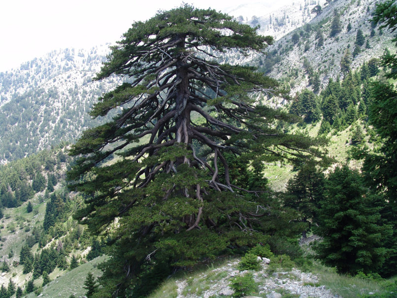 Pinus heldreichii (H. Christ) TAYGETOS-1