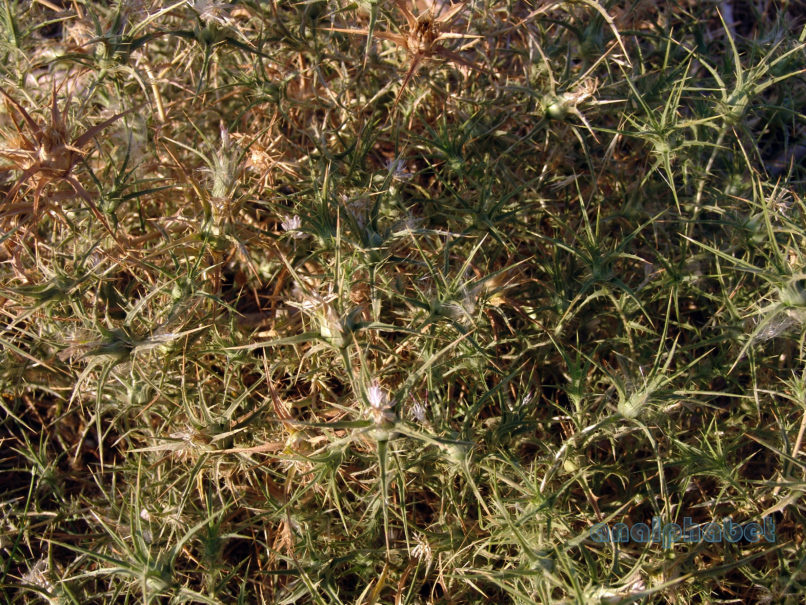 Carthamus leucocaulus (Sipth. & Smith), PARNITHA-2