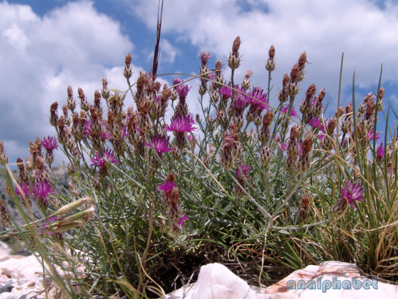 Centaurea attica (Nyman), PARNITHA-1