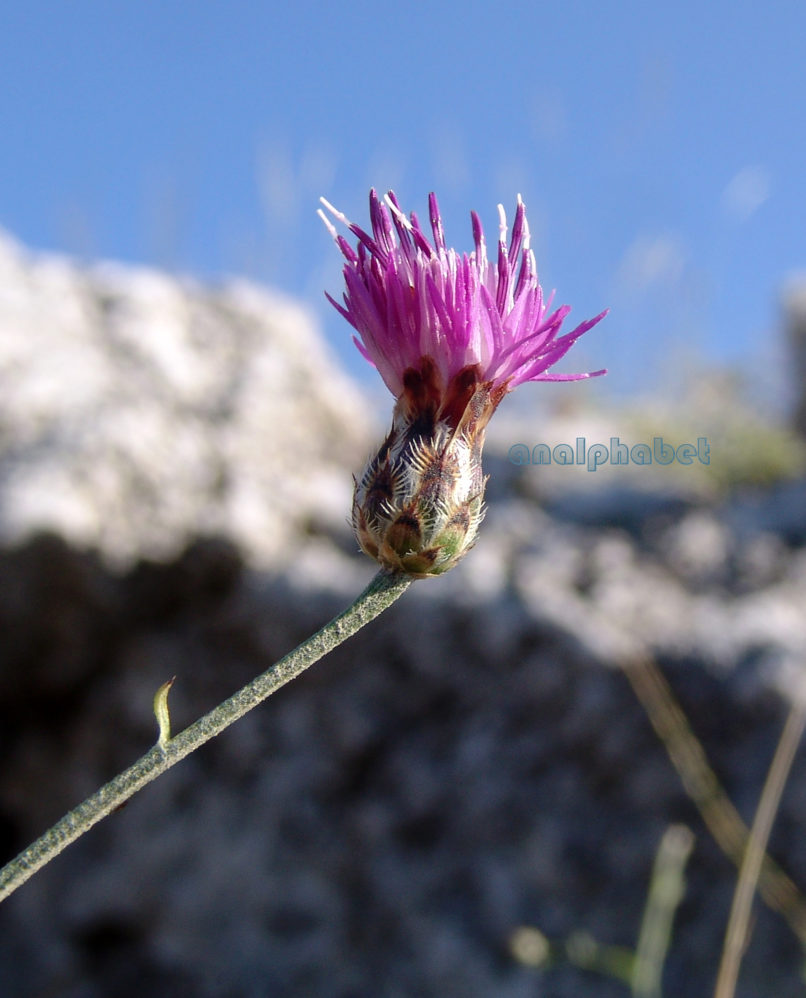Centaurea attica (Nyman), PARNITHA-2