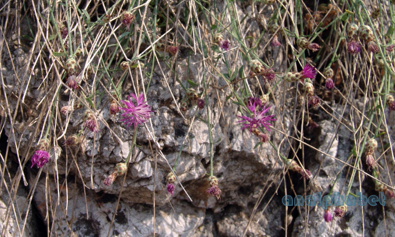 Centaurea attica (Nyman), PARNITHA-3