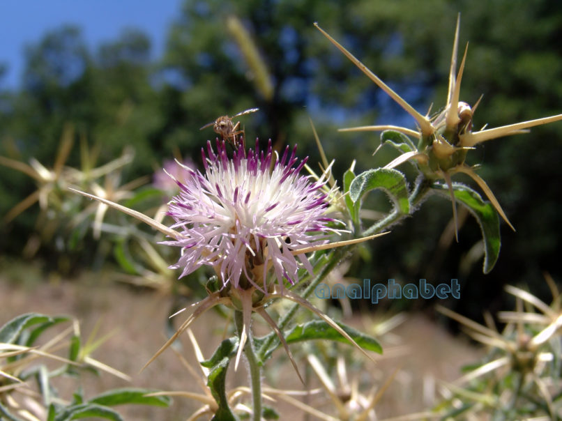 Centaurea calcitrapa (L.), PARNITHA-1