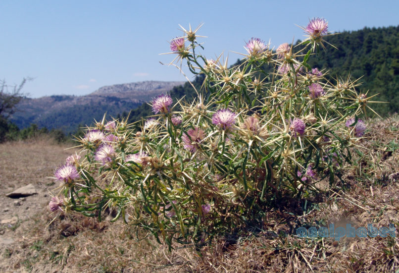 Centaurea calcitrapa (L.), PARNITHA-2
