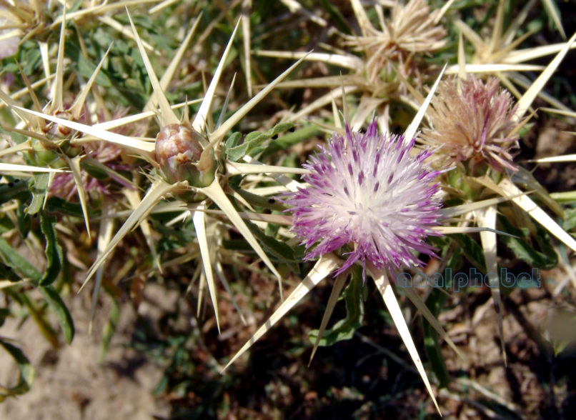 Centaurea calcitrapa (L.)-3