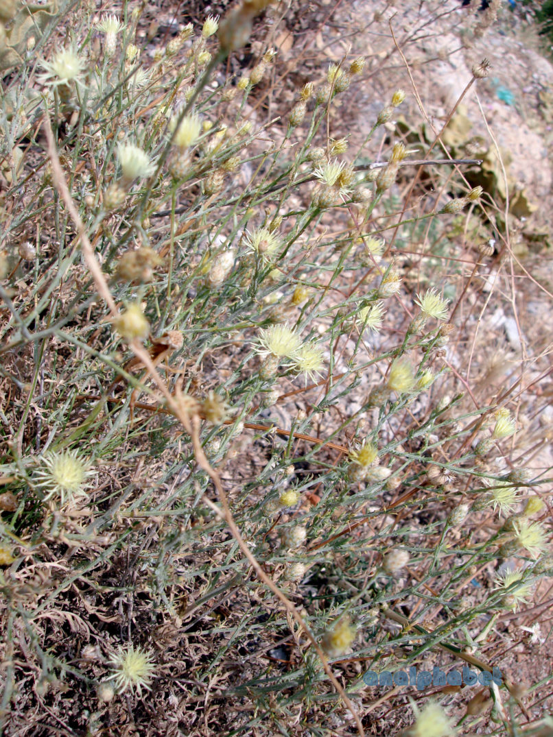 Centaurea diffusa (Lam), PARNASSOS-2