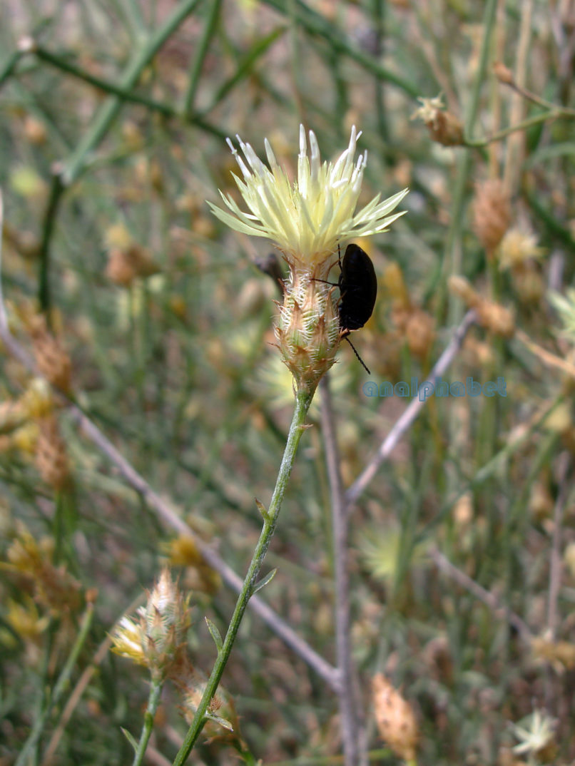 Centaurea diffusa (Lam), PARNASSOS-1