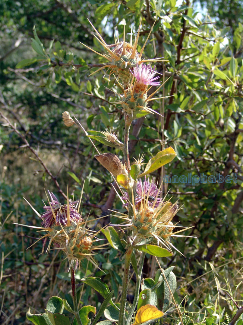 Centaurea iberica (Trevir. & Spreng.), PARNITHA-1