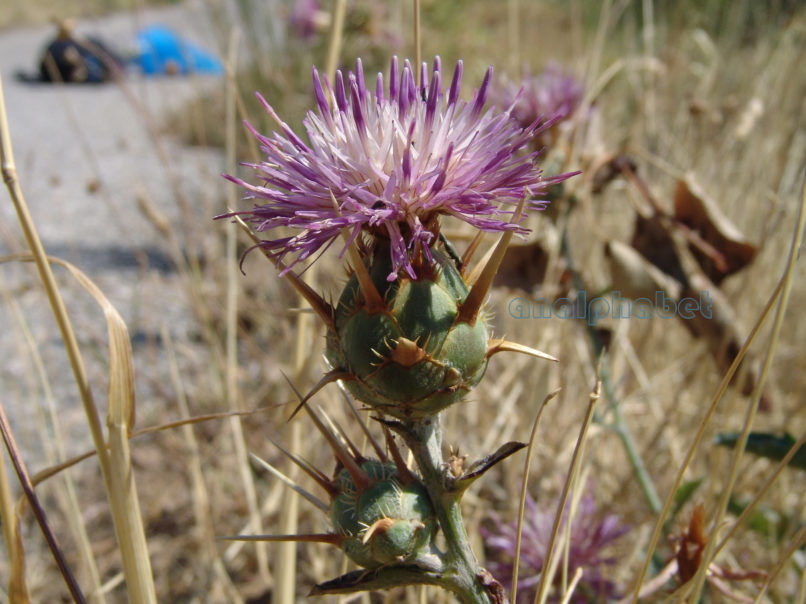 Centaurea iberica (Trevir. & Spreng.), PARNITHA-2