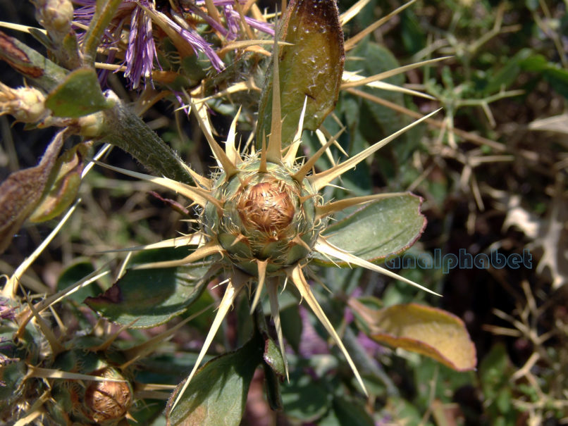Centaurea iberica (Trevir. & Spreng.), PARNITHA-3