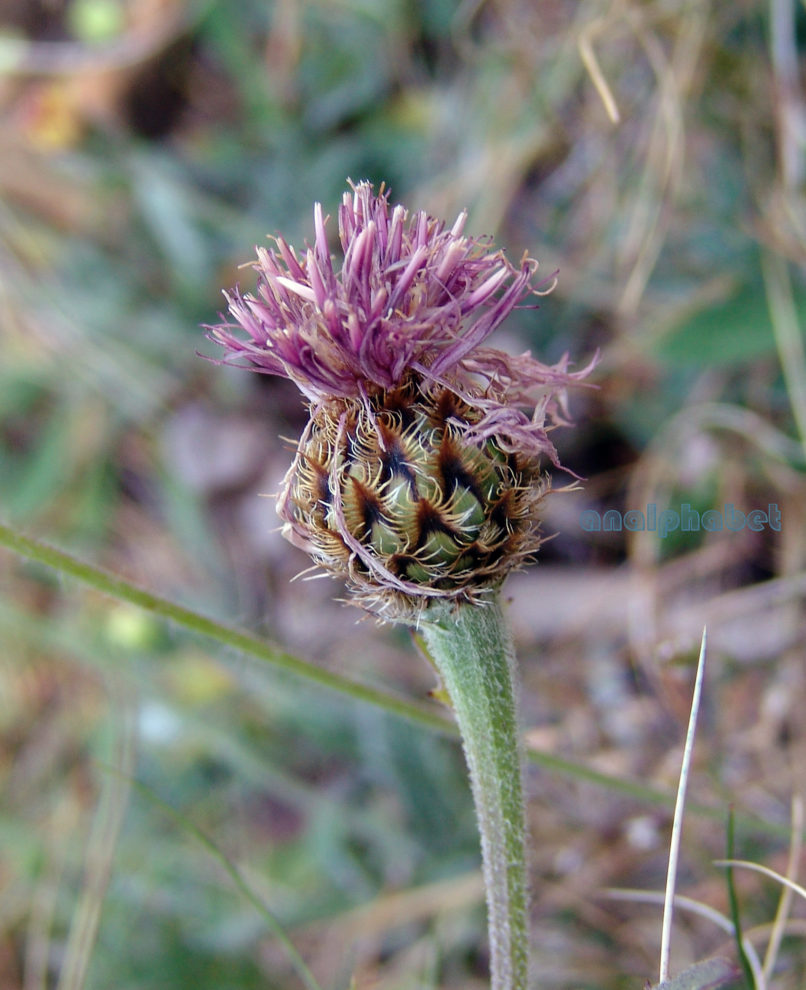 Centaurea maculosa (Lam.), METSOVO - MAUROVOUNI-1