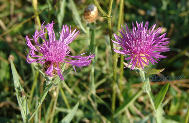 Centaurea nervosa (Willd.), METSOVO - MAUROVOUNI-1