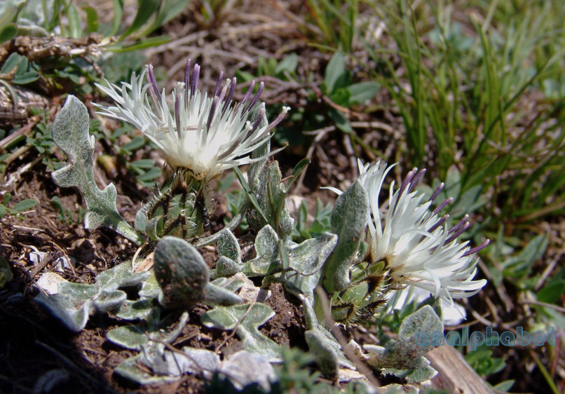 Centaurea pindicola (Griseb.), OLYMPOS-1