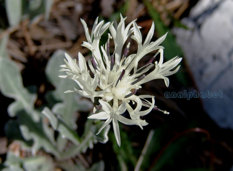 Centaurea pindicola (Griseb.), OLYMPOS-2