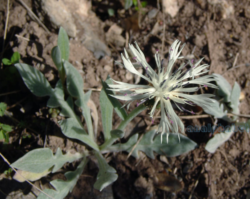 Centaurea pindicola (Griseb.), OLYMPOS-4