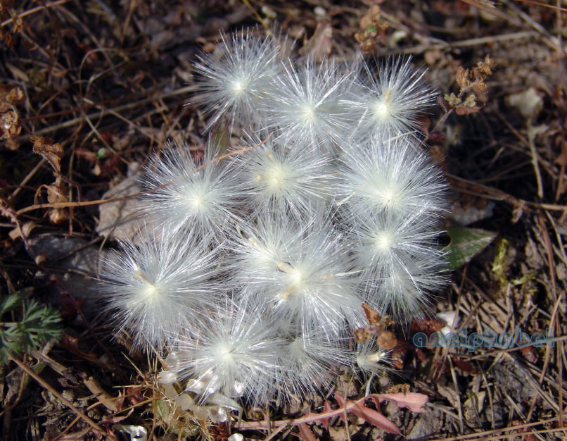 Centaurea raphanina (Sibth. & Smith), PARNITHA-4
