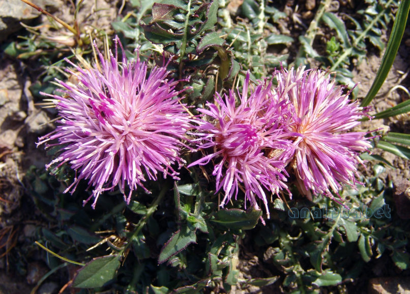 Centaurea raphanina (Sibth. & Smith), PARNITHA-1