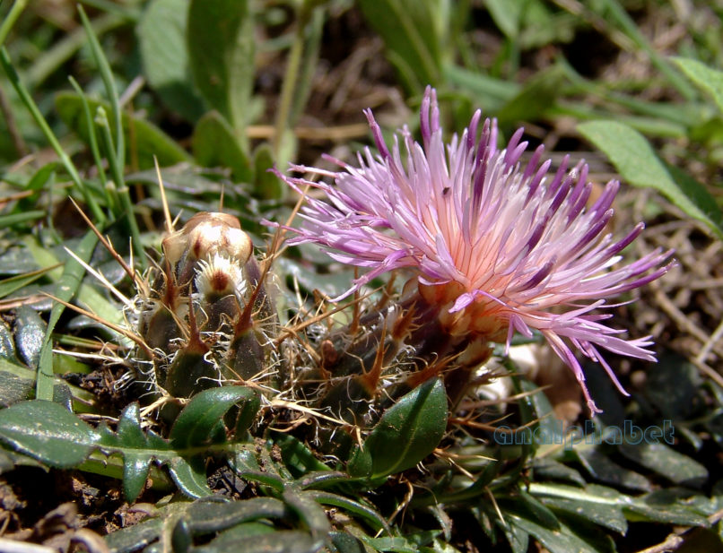 Centaurea raphanina (Sibth. & Smith), PARNITHA-2