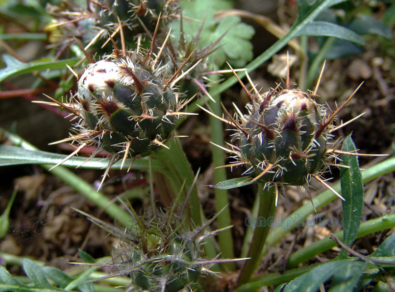 Centaurea raphanina (Sibth. & Smith), PARNITHA-3