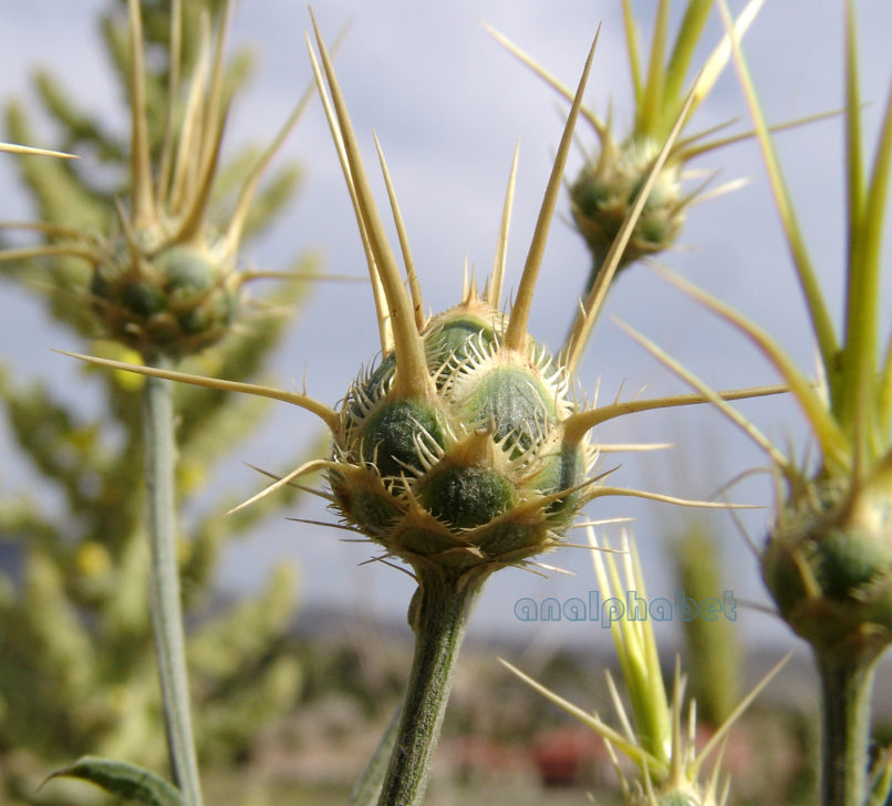 Centaurea salonitana (Visiani), PARNASSOS-1