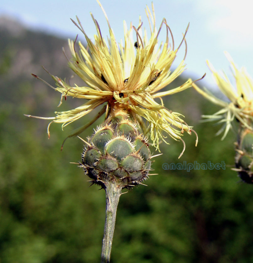 Centaurea salonitana (Visiani), TYMPHI-1