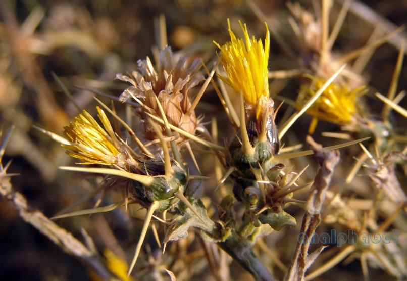 Centaurea solstitialis (L.), PARNITHA-3