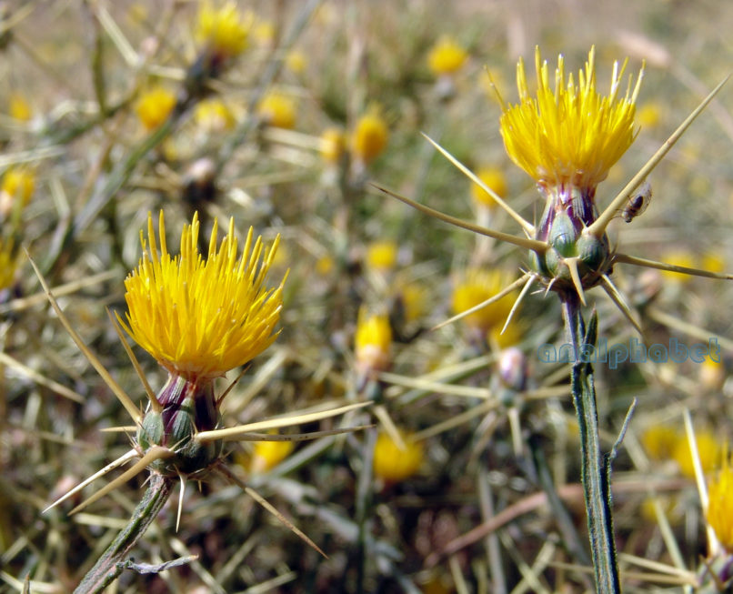 Centaurea solstitialis (L.), PARNITHA-1