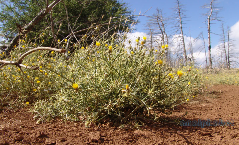 Centaurea solstitialis (L.), PARNITHA-2
