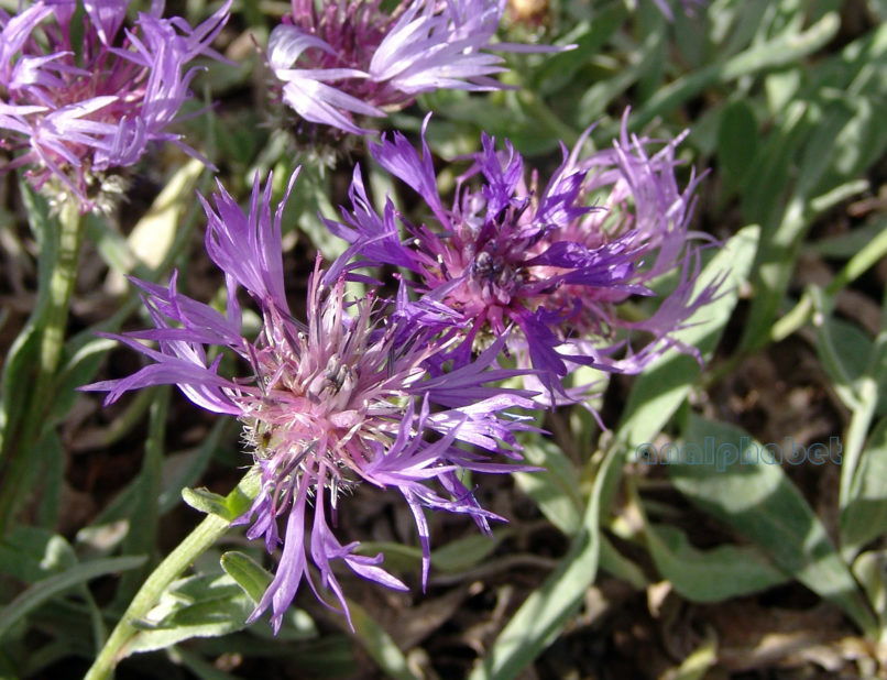 Centaurea triumfetti (Allioni), OITI-1