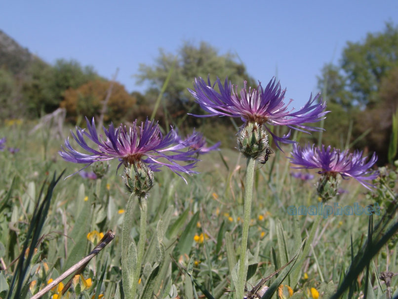 Centaurea triumfetti (Allioni), PARNITHA-1