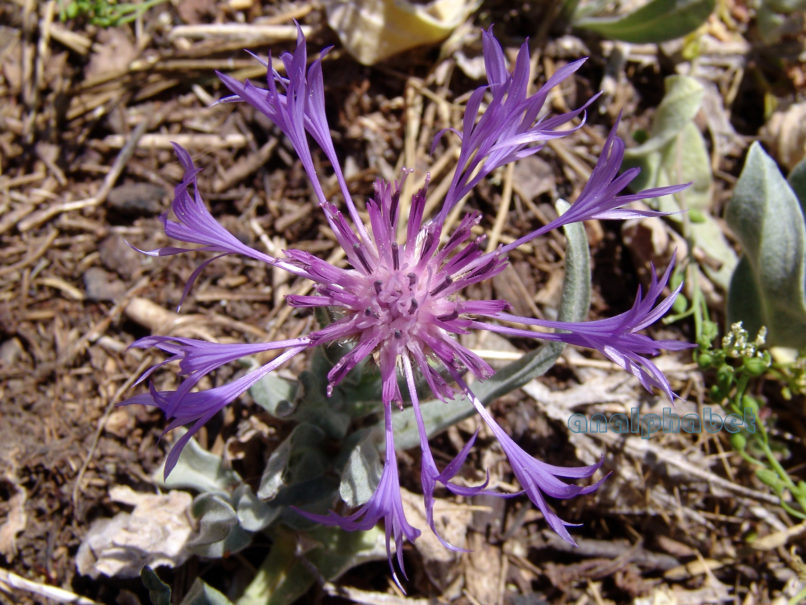 Centaurea triumfetti (Allioni), PARNITHA-2