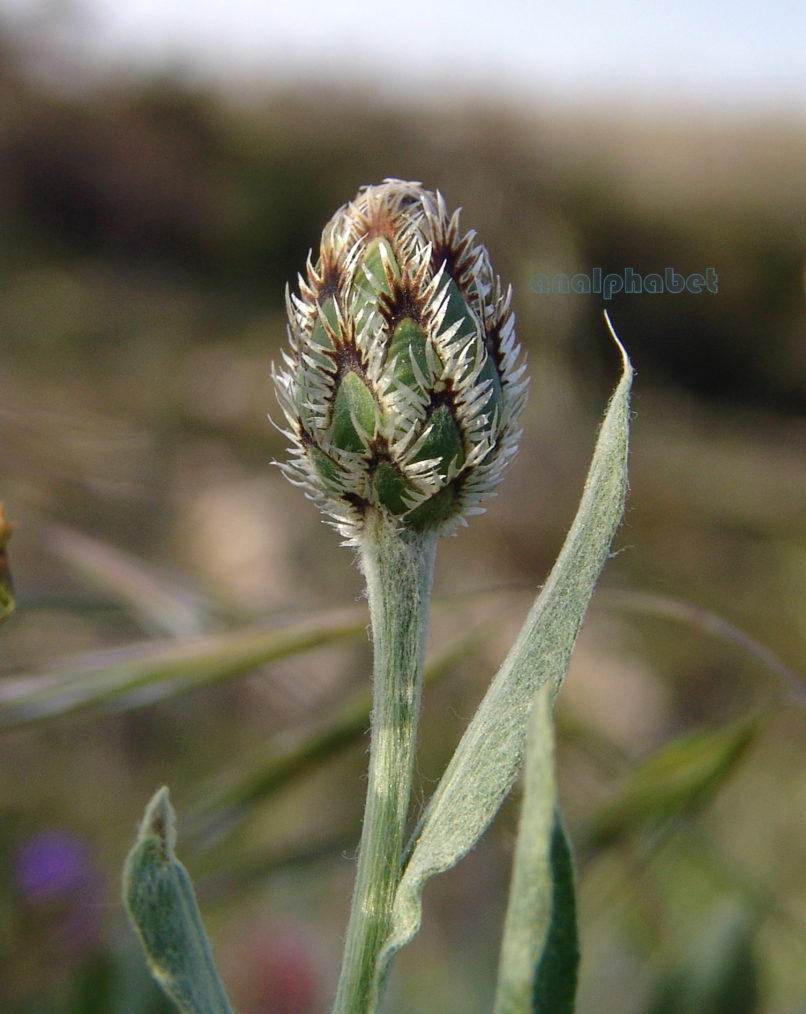 Centaurea triumfetti (Allioni), PARNITHA-3