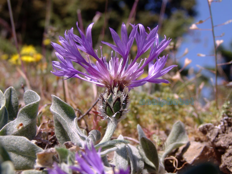Centaurea triumfetti (Allioni), PARNITHA-4
