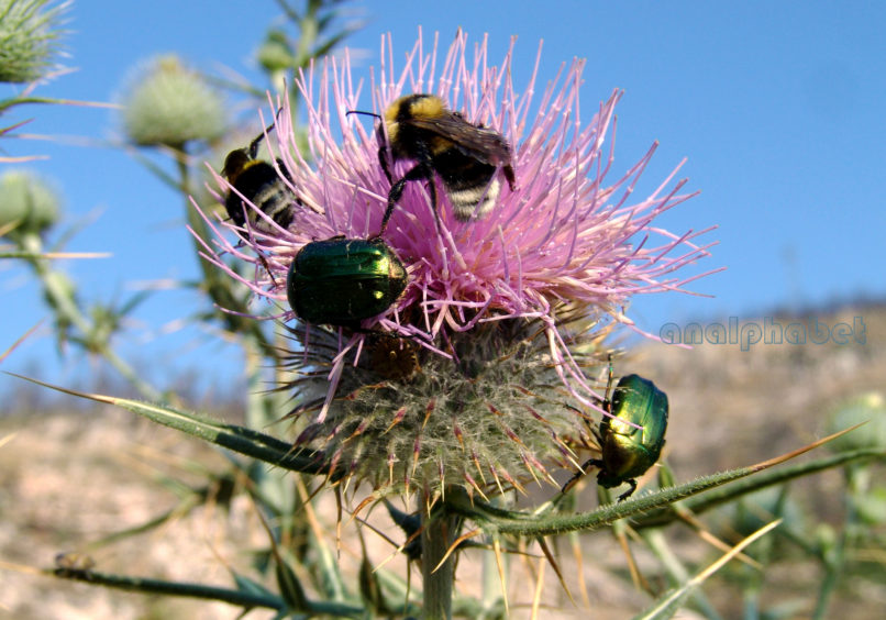 Cirsium eriophorum (L.), PARNITHA-1