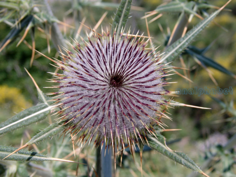 Cirsium eriophorum (L.), PARNITHA-2