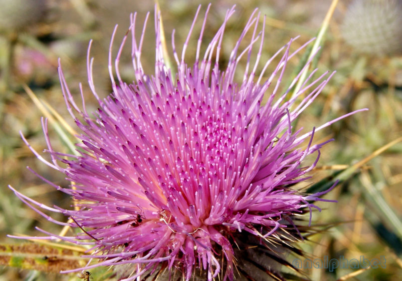 Cirsium eriophorum (L.), PARNITHA-3